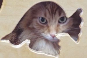 Picture of Ginger