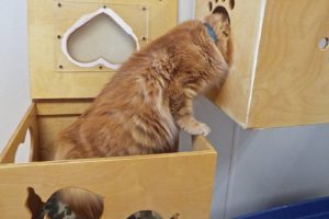 Picture of Ginger