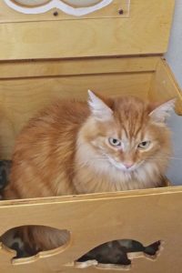 Picture of Ginger
