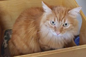 Picture of Ginger