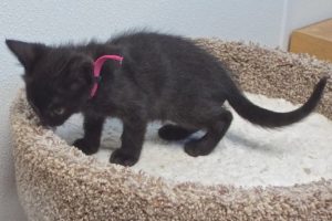 Picture of Guinevere