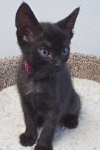 Picture of Guinevere