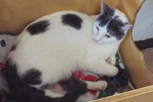 Picture of Jessie