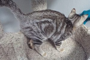 Picture of Kisses