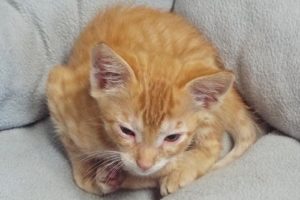 Picture of Lancelot