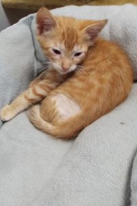 Picture of Lancelot