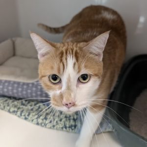 Picture of Marmalade