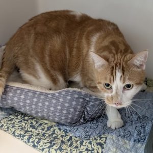 Picture of Marmalade