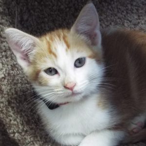Picture of Marmalade