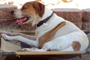 Picture of Max
