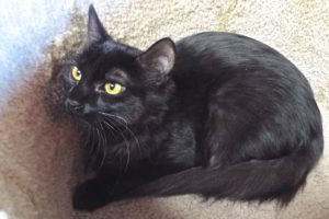 Picture of Mystic