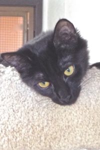 Picture of Mystic