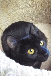 Picture of Mystic