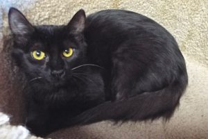Picture of Mystic