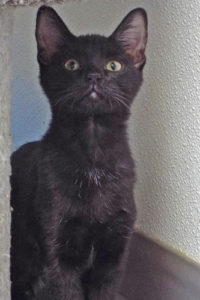 Picture of Oikos