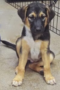 Picture of Pebbles