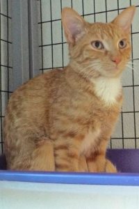 Picture of Rambler