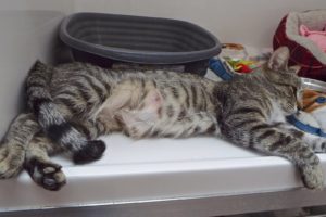 Picture of Ricola
