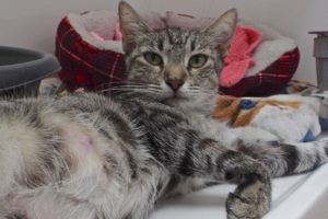 Picture of Ricola
