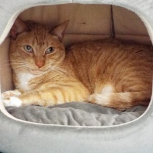 Picture of Rover
