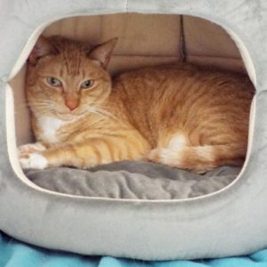 Picture of Rover