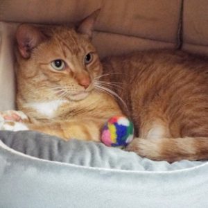 Picture of Rover