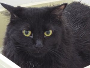 Picture of Sammy