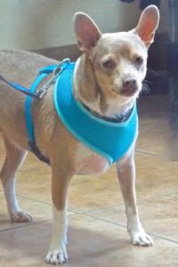 Picture of Sampson