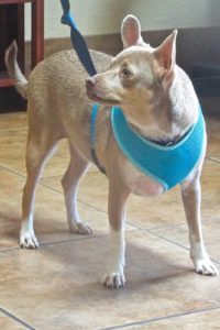 Picture of Sampson