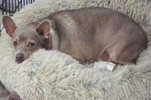 Picture of Sampson