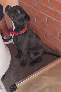 Picture of Shiloh