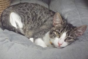 Picture of Smiley