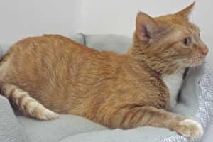 Picture of Sojourner