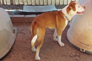 Picture of Timber