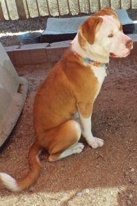 Picture of Timber