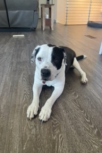 Picture of Archie
