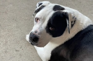 Picture of Archie