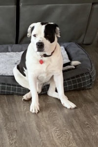 Picture of Archie