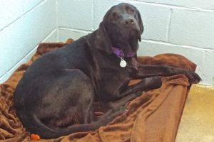 Picture of Astra
