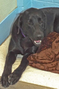 Picture of Astra