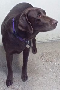 Picture of Athena