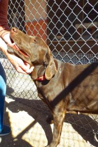 Picture of Athena