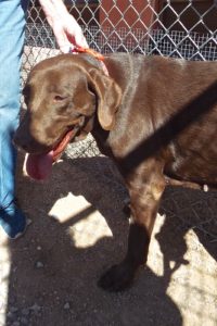 Picture of Athena