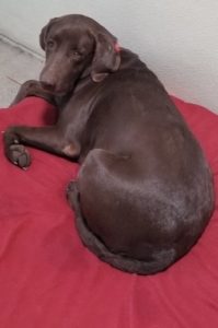 Picture of Athena