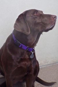 Picture of Athena