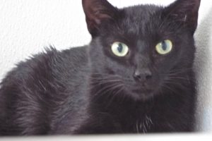 Picture of Blackie