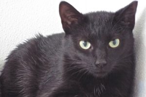 Blackie