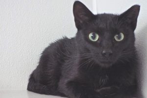 Picture of Blackie