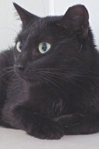 Picture of Blackie