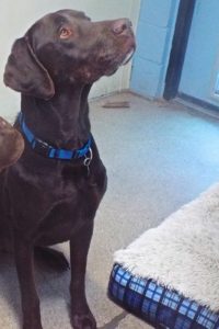 Picture of Boomer